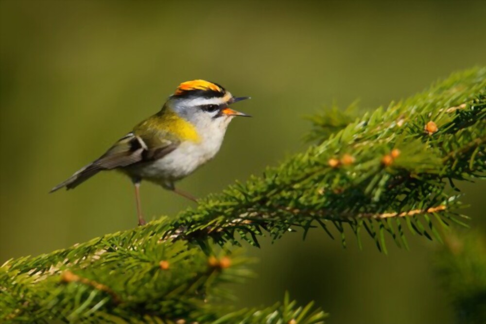 Simple firecrest on a department