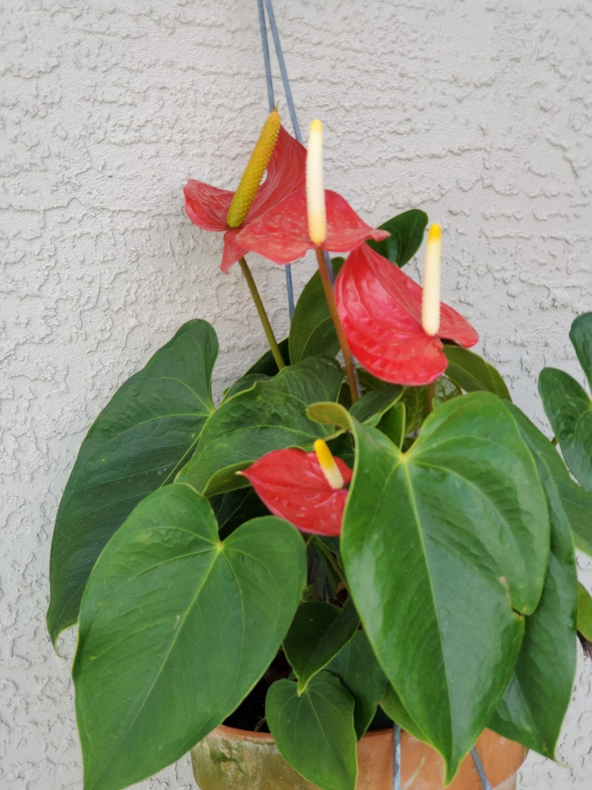 Botany Professor Why are Anthuriums red?