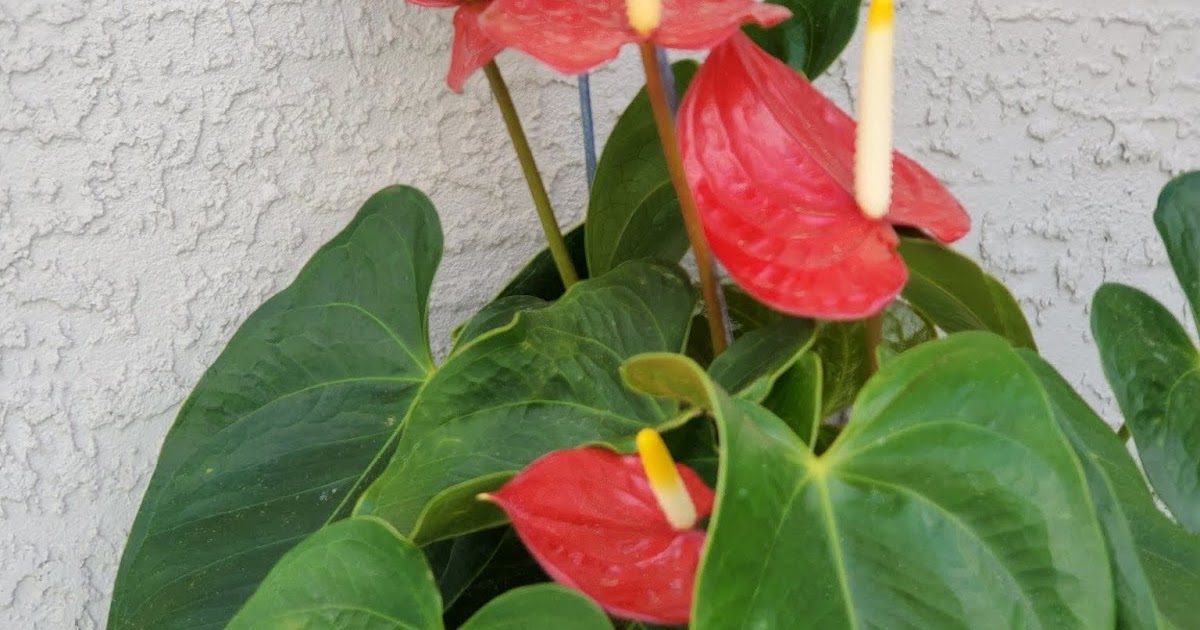 Botany Professor Why are Anthuriums red?