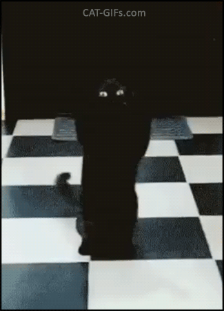 Scary Cat GIF • Call of Satan. Weird black cat standing up. "Human come to the dark side, we have cookies (and catnip) Scary Cat GIF • Call of Satan. Weird black cat standing up. "Human come to the dark side, we have cookies (and catnip)