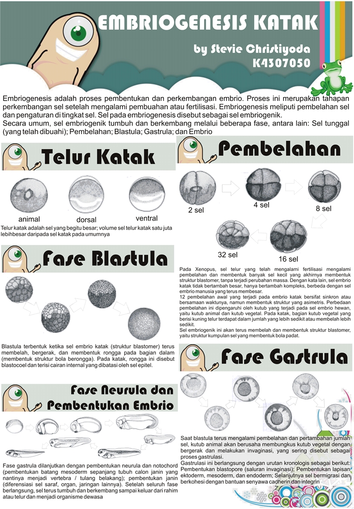 Embriogenesis Katak ASaL USiL strawberry-asal-usil