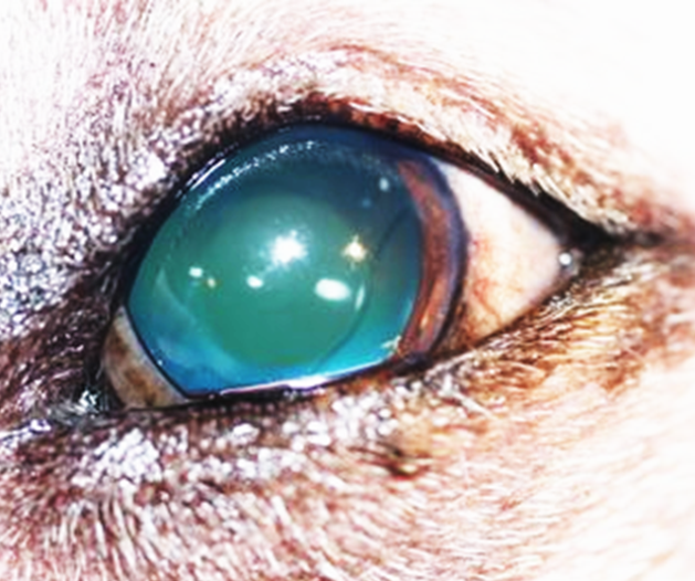 Circle City Veterinary Specialty & Emergency Hospital Cataract Surgery