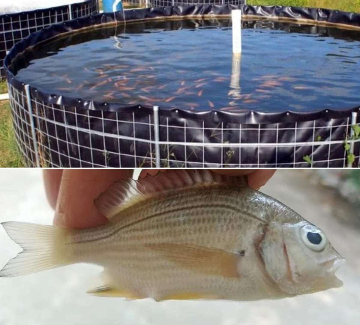 biofloc fish farming : बायोफ्लॉक तकनीक से करें मछली पालन