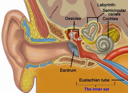 Meniere's Disease Of The Inner Ear