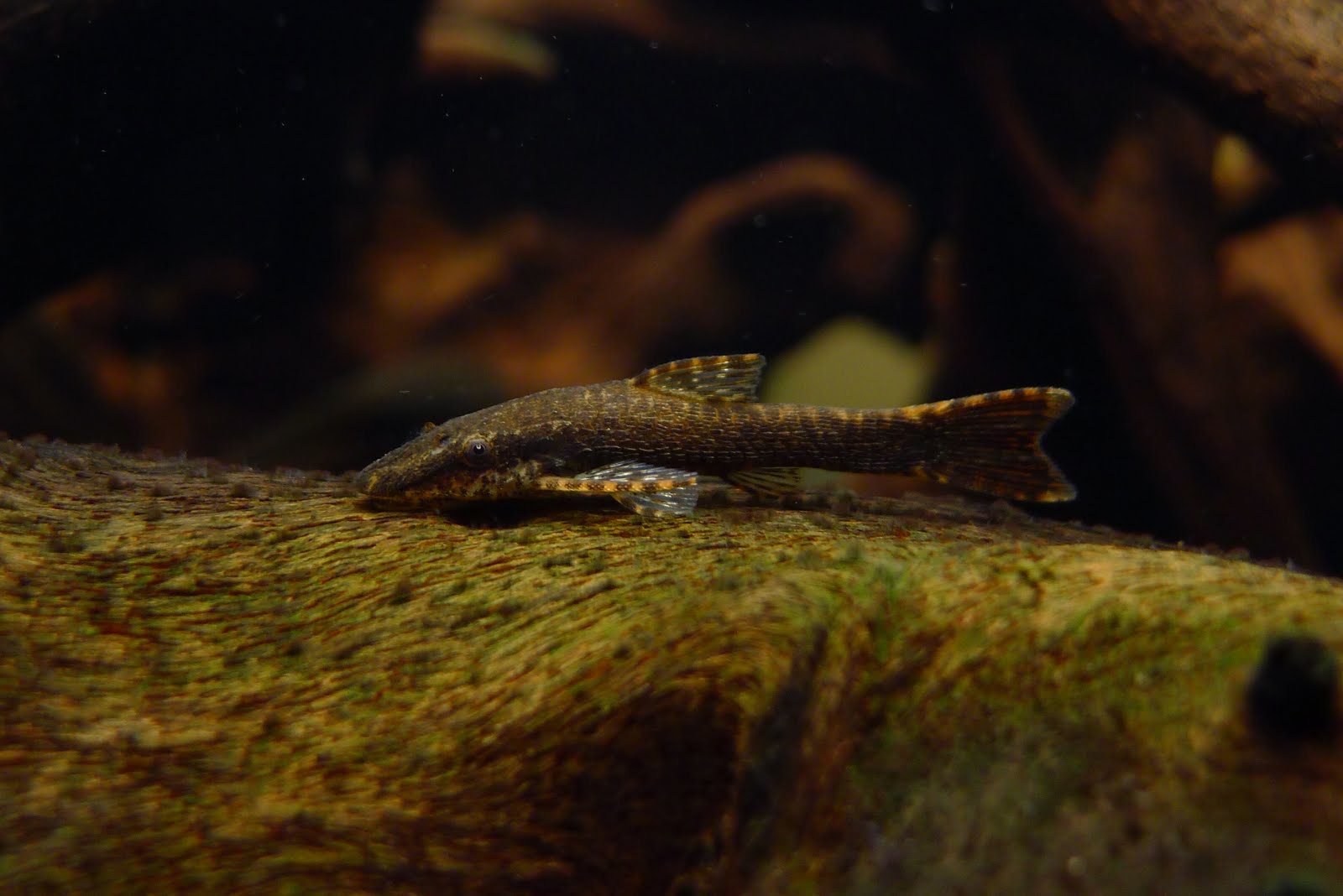 名燈天下 小靈精類 (二) (Species of Dwarf Suckermouth Catfish (2))
