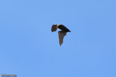 Ratapinyada nana (Pipistrellus pygmaeus)