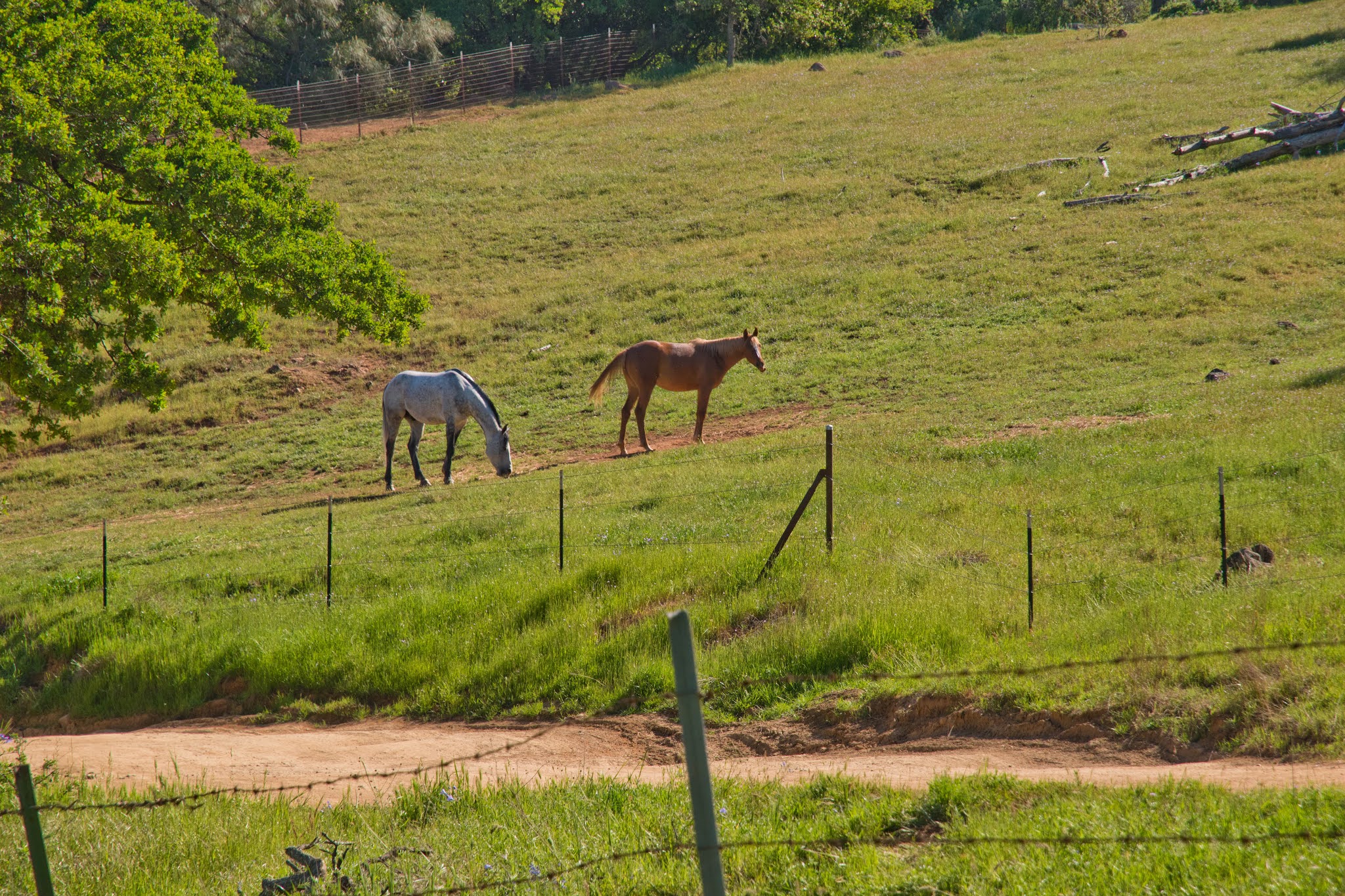Hiking Shenandoah Table Mountain (Jamestown, CA)