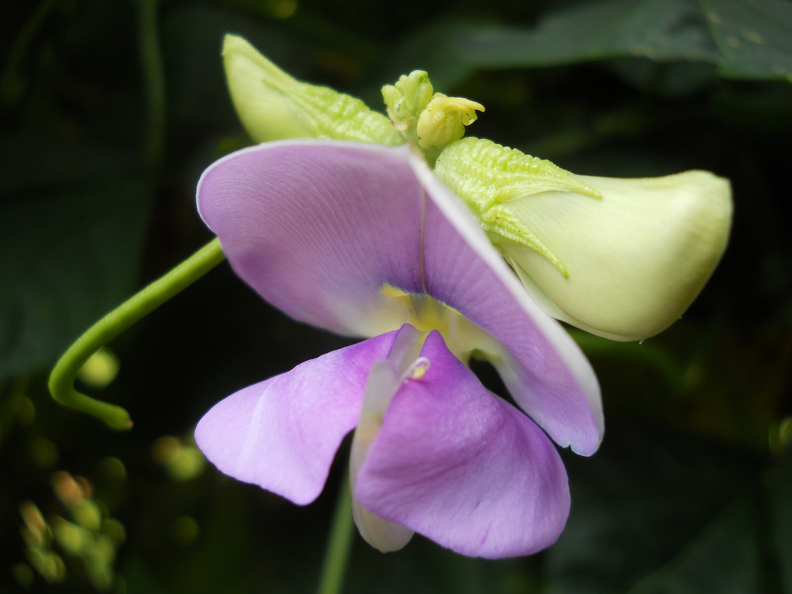 Bean plant with flowers