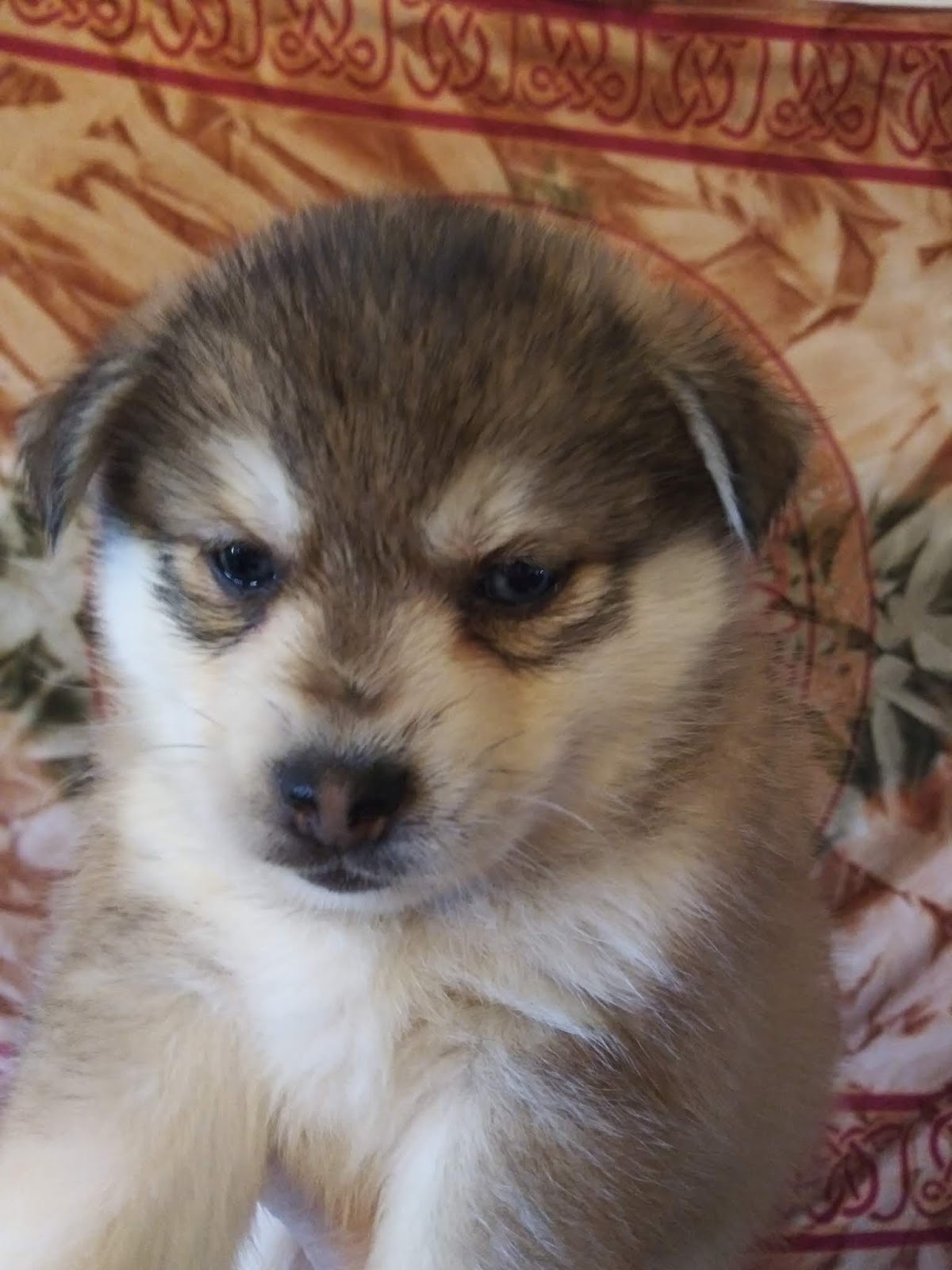 Available Miniature Siberian Husky Puppy Female Red and White with Blue