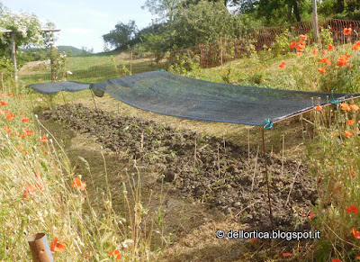 orto biologico biodinamico consociazioni giardinaggio aiuole trapianti piselli pomodori fragole