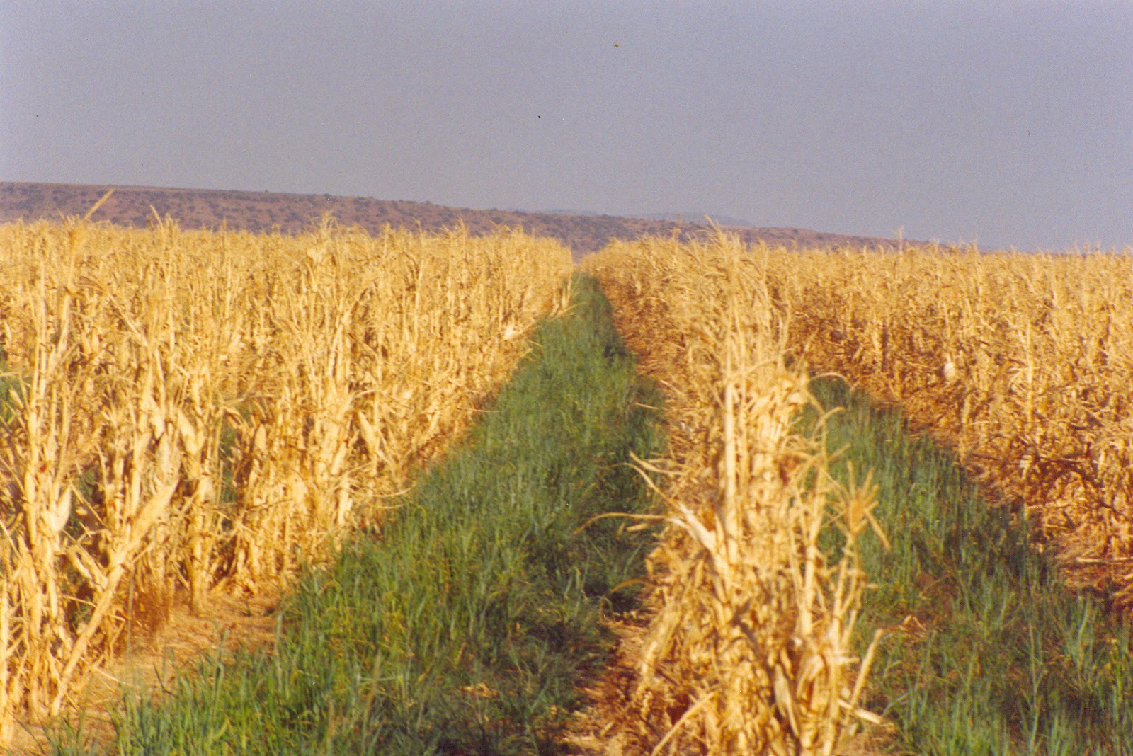 Grazing maize a real champion in winter for ruminants Amass Farming