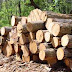 ΙΩΑΝΝΙΝΑ:Εκλεψε 10 τόνους ξύλα!
