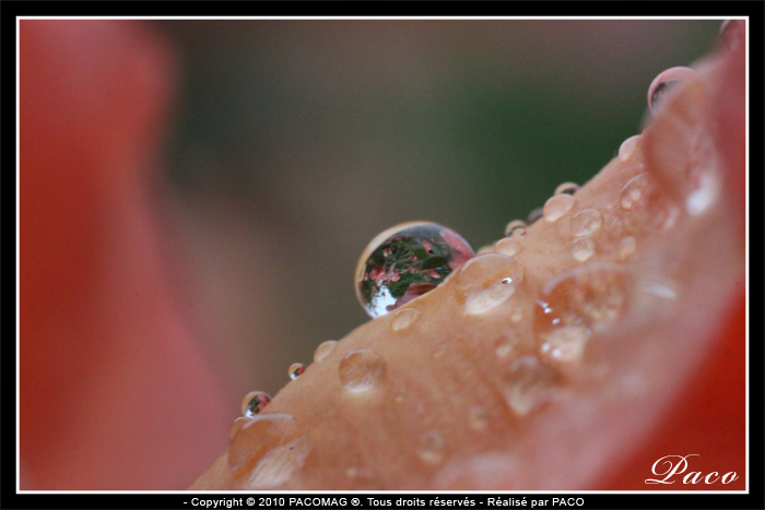 macro de roses et de pluie par paco artiste peintre illustrateur graphiste