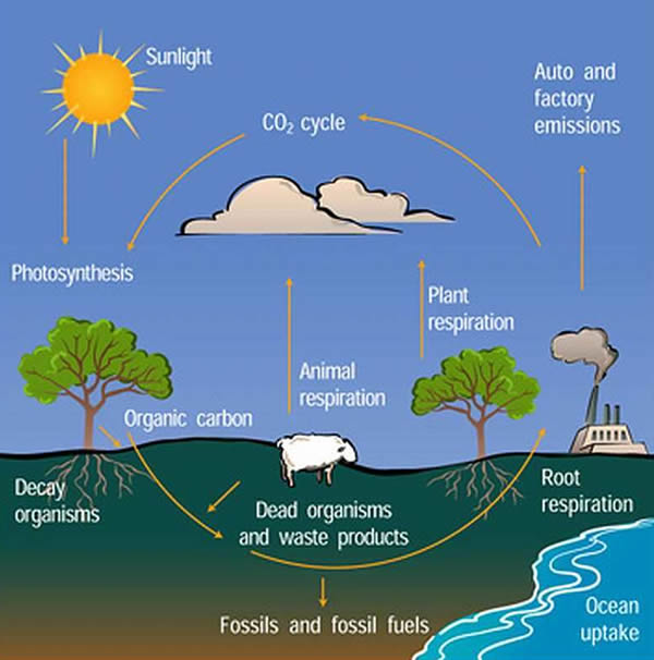 Plant Life Carbon Cycle