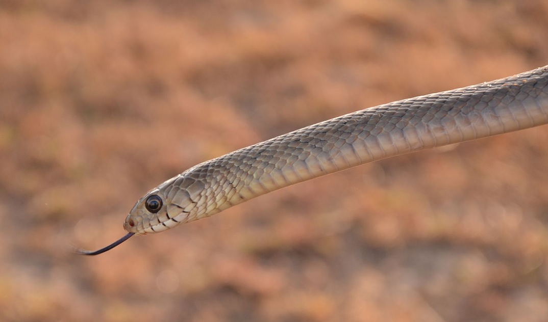 know about kannada and Karnataka Snake names in Kannada with images