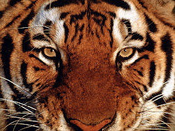 desktop tiger wallpapers tigers eyes tigger background cool tigre tijger awesome tigres sponsored fr cat angry 3d