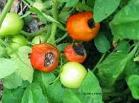 tomat marta, jual benih tomat terbaik, benih cap panah merah, budidaya tomat, toko online, toko pertanian, lmga agro