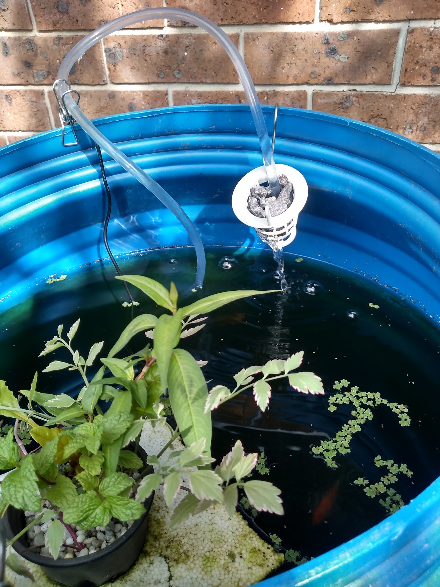 Mudflower Goldfish Barrelponics mini aquaponics in a barrel