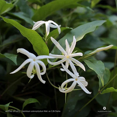 ดอกมะลิวัลย์ (ผักแส้ว) : Jasminum adenophyllum [Oleaceae]