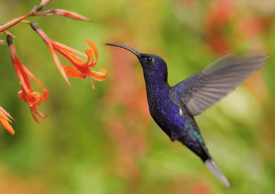 Daftar Harga Burung Kolibri Terbaru Hari Ini Oktober 2019