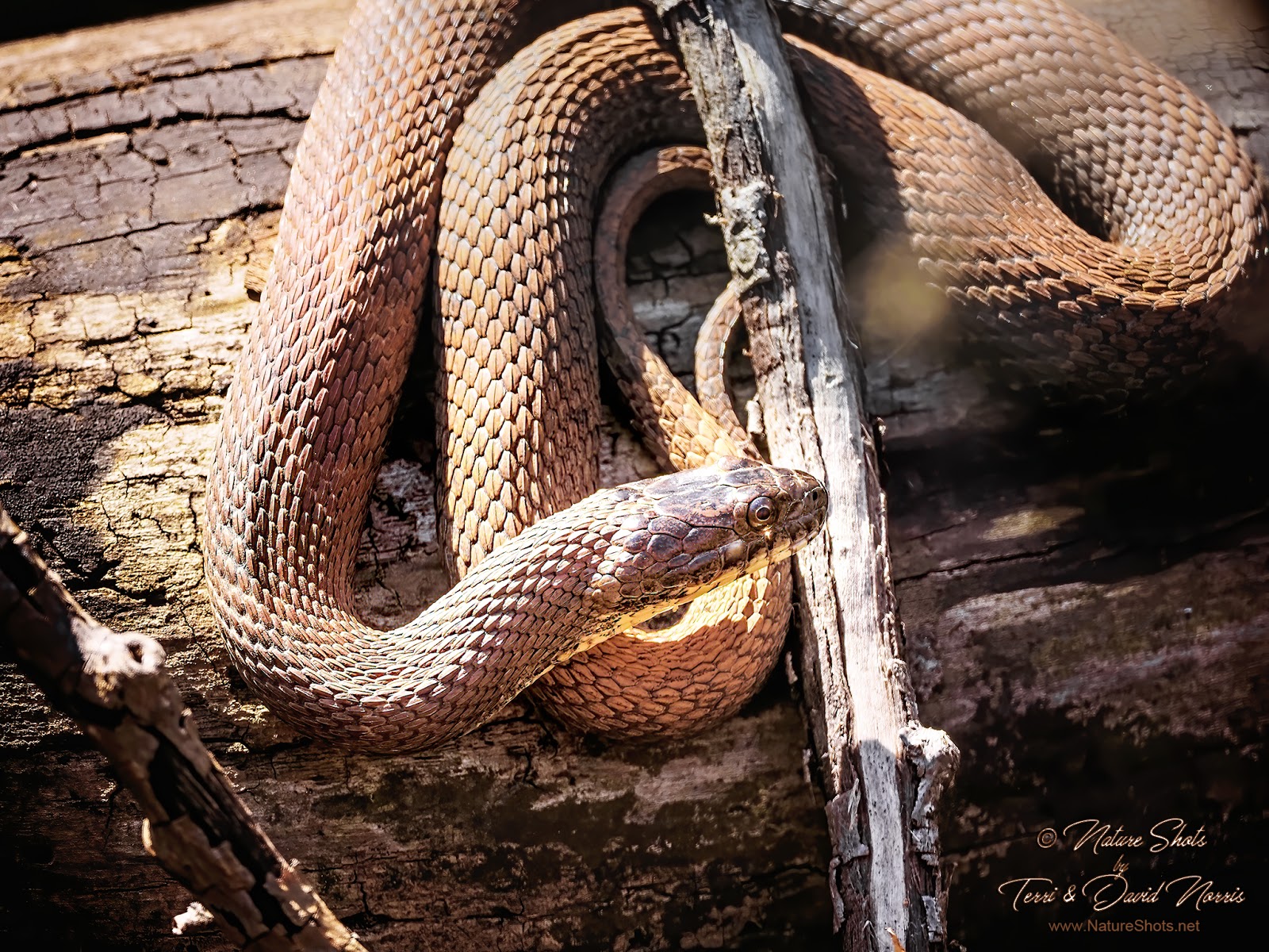 NatureShots by Terri & David Norris Cedar Bog Snakes