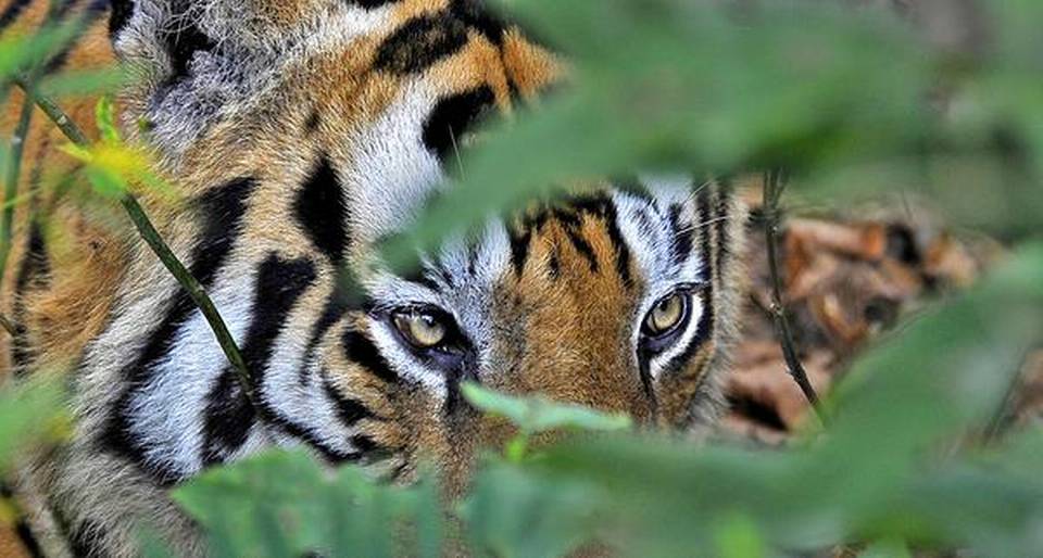 Cat Chit Chat: Do tigers live in the Amazon rainforest?