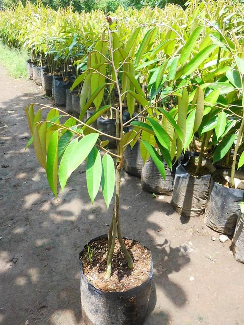 Bibit Buah Durian Musangking Kaki 3 okulasi super unggul Kalimantan Timur