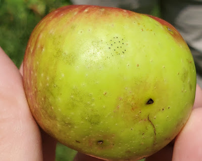 FIGURE 1. FIRST SIGNS OF FLYSPECK AND SOOTY BLOTCH ON ‘MCINTOSH’ APPLE FRUIT IN APPOMATTOX VA (PHOTO BY ACIMOVIC 2021