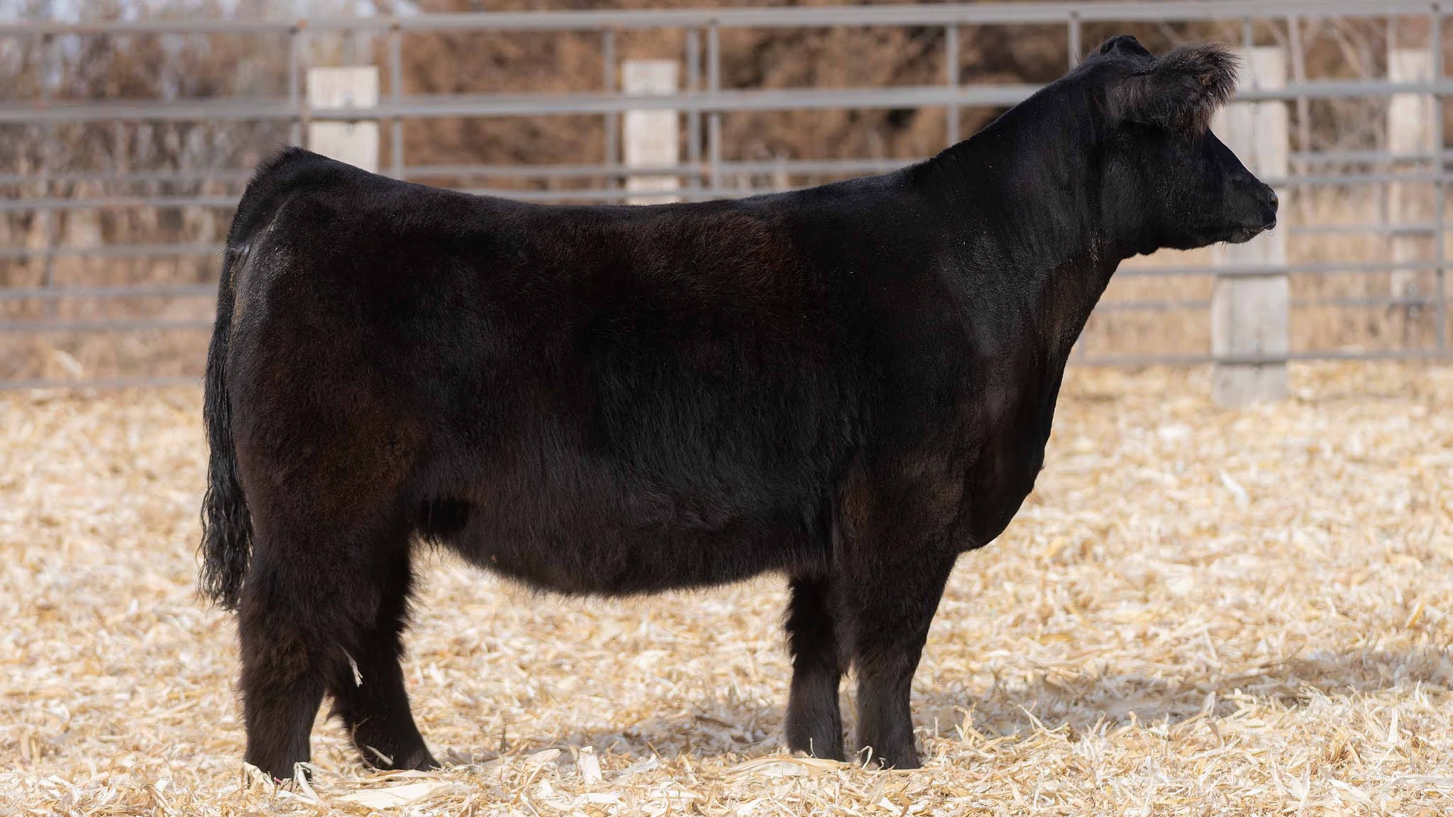 RCC Blog Thompson Show Steers Female Sale