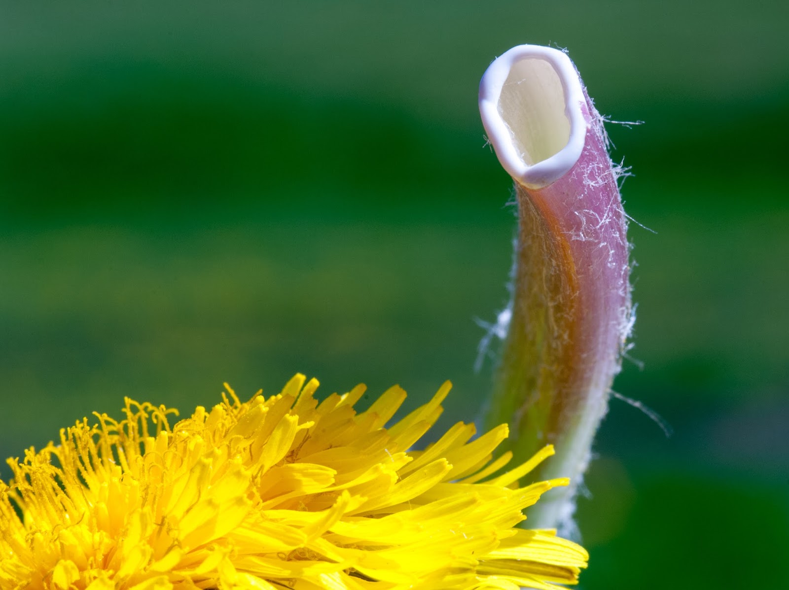 The 3 Foragers Foraging for Wild, Natural, Organic Food Dandelion