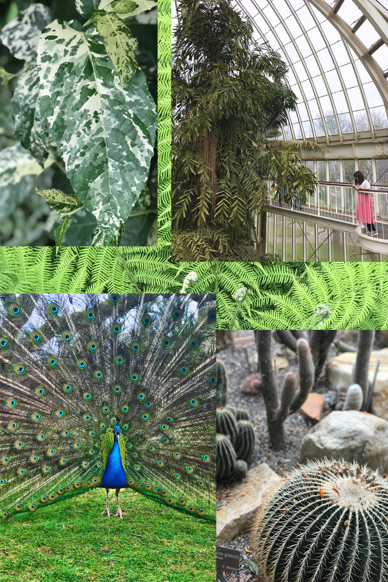 KuneCoco • Abenteuer Blindbooking • Genf Botanischer Garten KuneCoco • Abenteuer Blindbooking • Genf Botanischer Garten