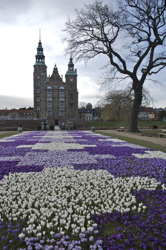 Denmark, Copenhagen - Crocus Bloom