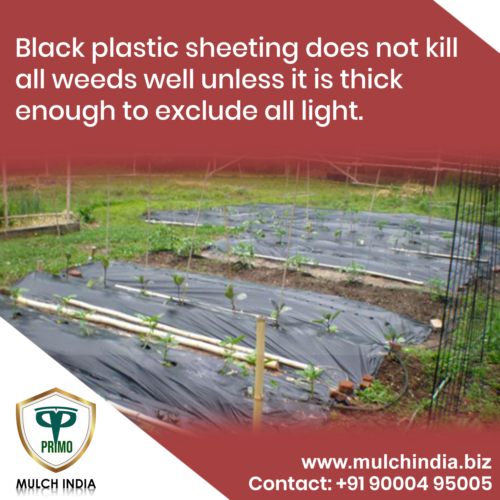 MulchIndia Black plastic sheeting does not kill all weeds well unless