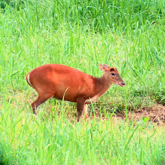 Wildlife in Peninsular Malaysia