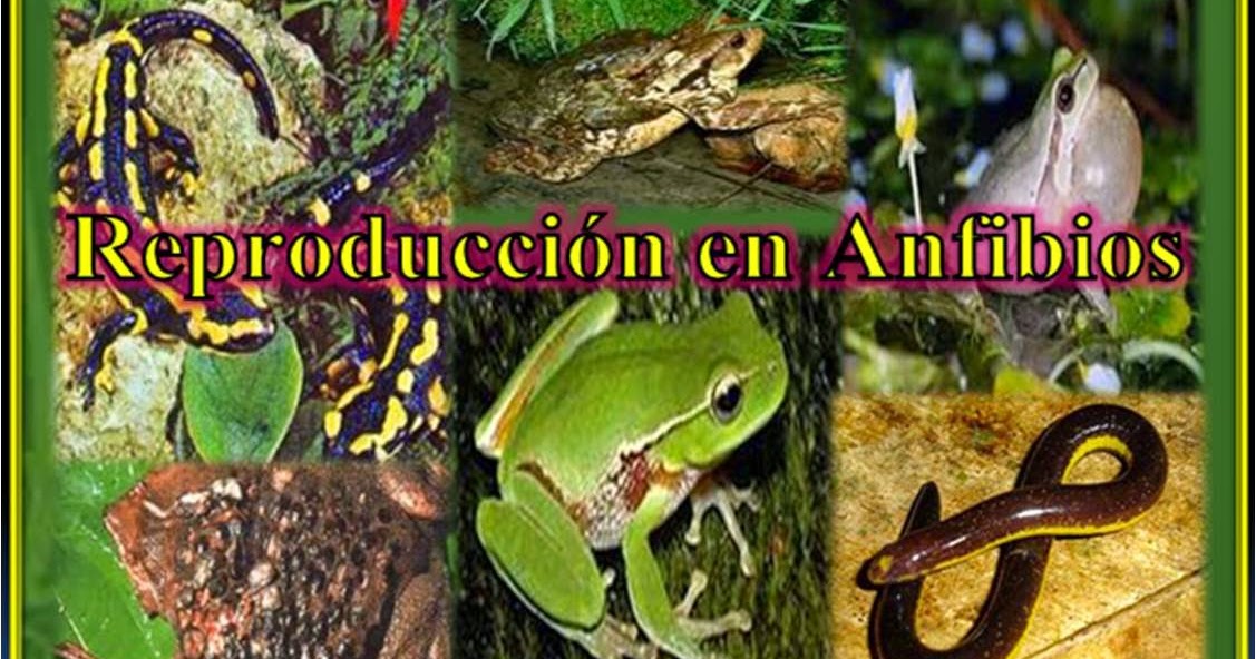 ENIGMAS DE LA VIDA Reproducción en Anfibios ENIGMAS DE LA VIDA Reproducción en Anfibios