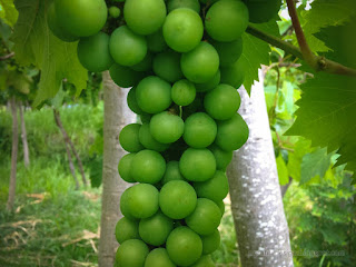 Unripe Green Young Fruits Of Grapevines In Agricultural Area At The Village North Bali Indonesia