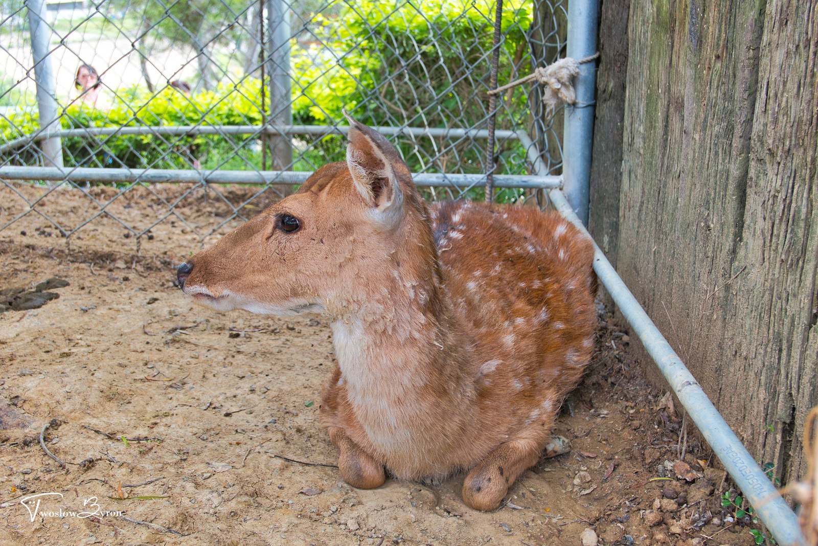 綠意山莊 動物