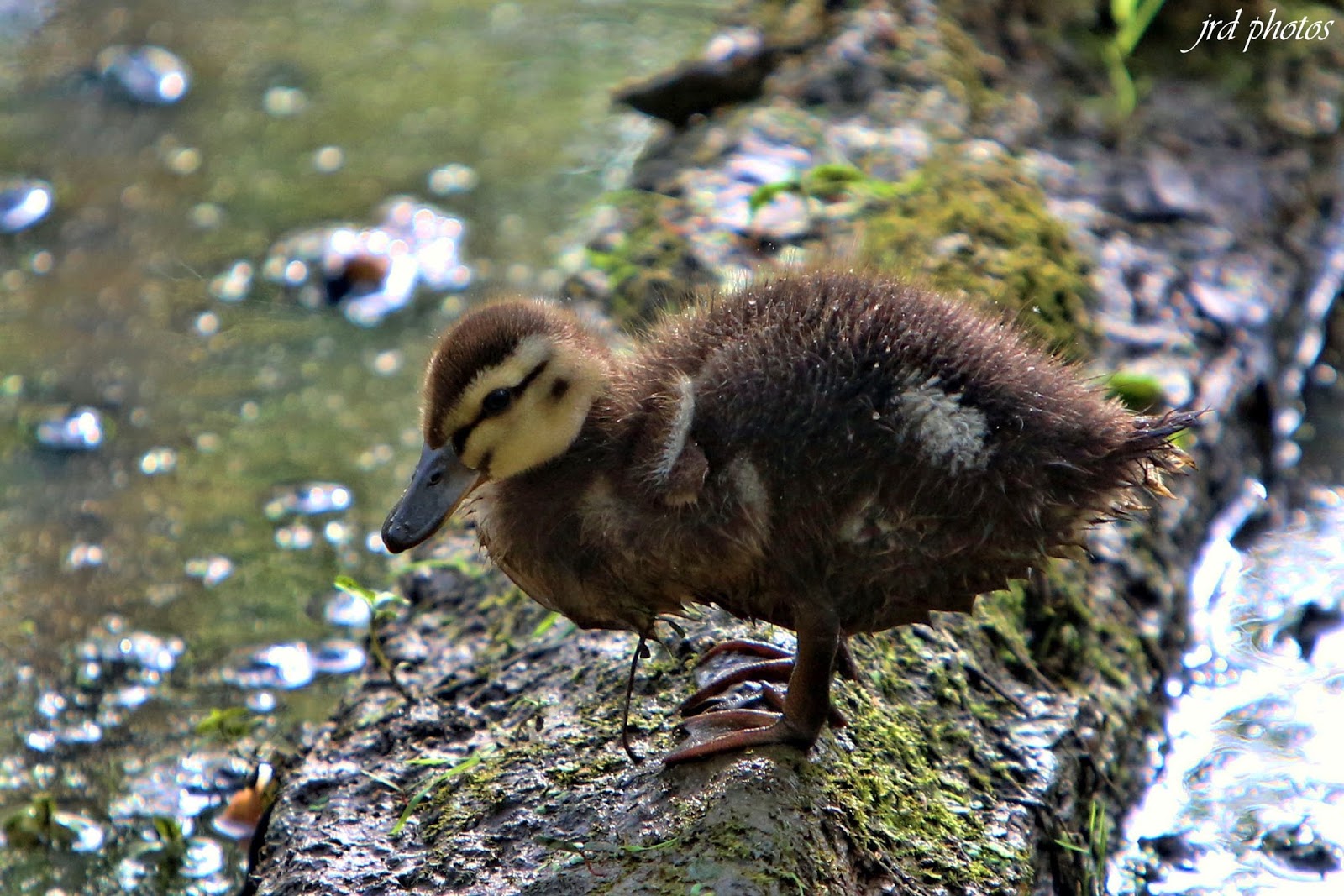 Just A Pic "Baby Wood Duck"