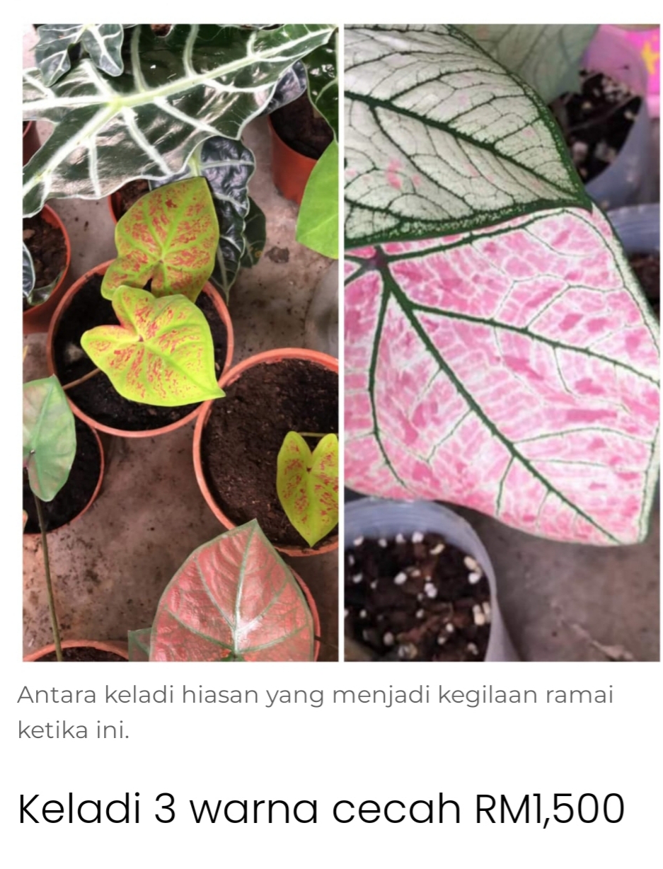 Pokok keladi kayangan