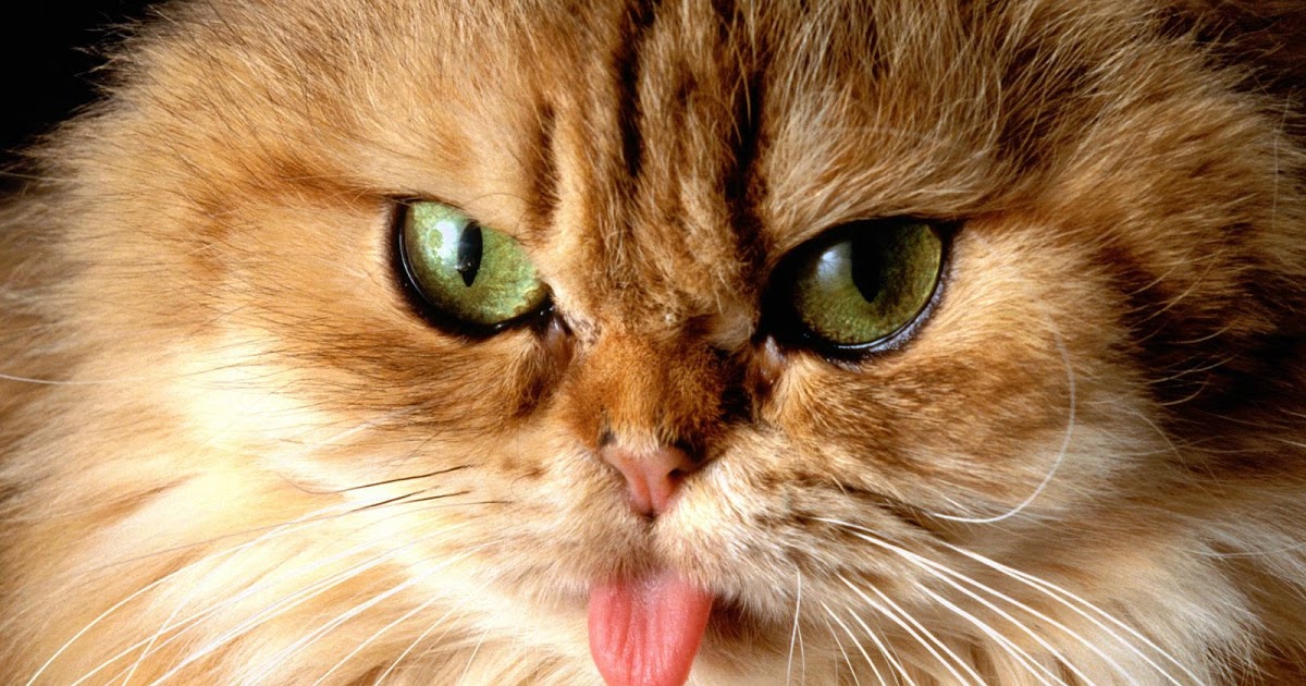 22 Gambar Kucing Jelir Lidah - Referensi Gambar