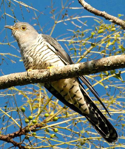 Indian birds - Picture of Himalayan cuckoo - Cuculus saturatus