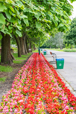 Powsin ogród botaniczny PAN rośliny kwitnące