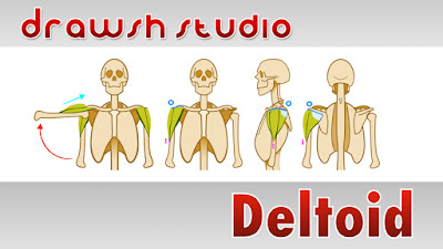 Drawsh: The Deltoid Muscles