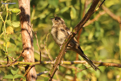 Gratapalles (Emberiza cirlus)