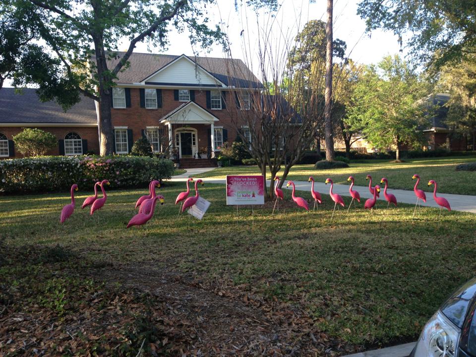 Vickie Holtsman Flamingo Flocking!