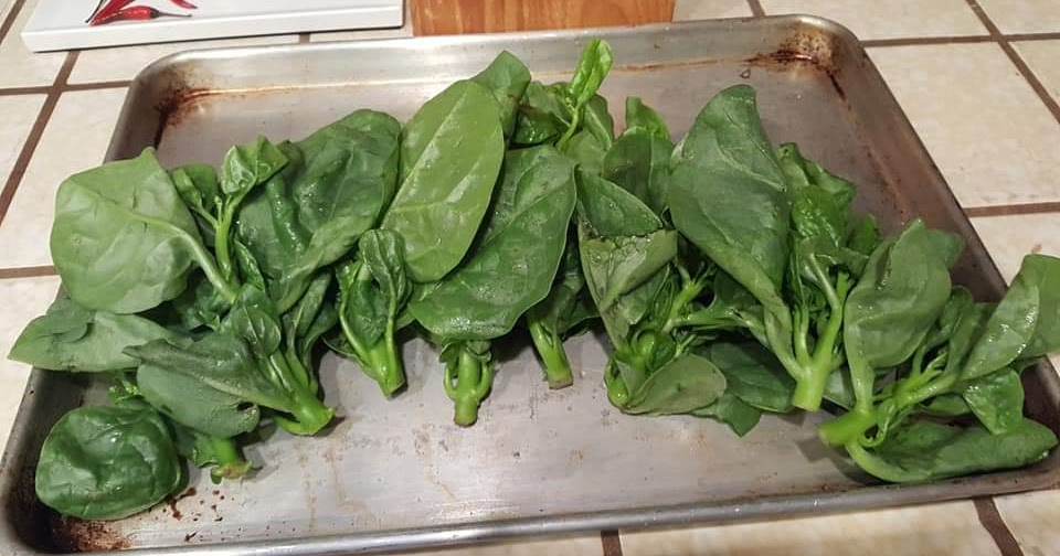 ជន្លង់, Malabar Spinach (Basella alba)