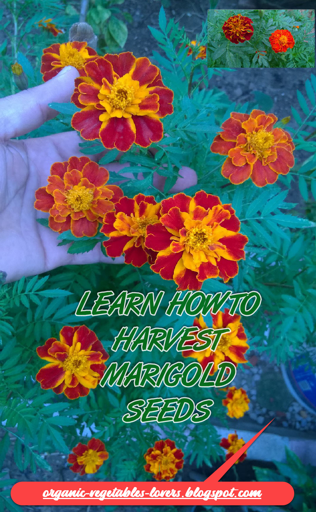 Marigolds are wonderful flowers to include in your garden! They repel bugs, are easy to grow, are drought tolerant, and bloom continually over a long season. If you have your own marigold plants then you can have many seeds for free . Go out and harvest them!