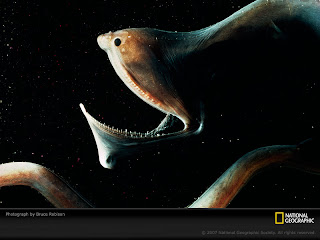Image result for gulper eel