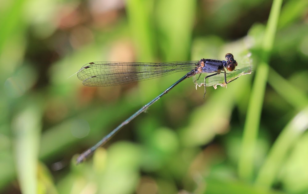 Mengetahui Perubahan Iklim Melalui Capung Jarum