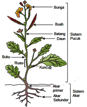 Gambar Struktur Tanaman Cabai